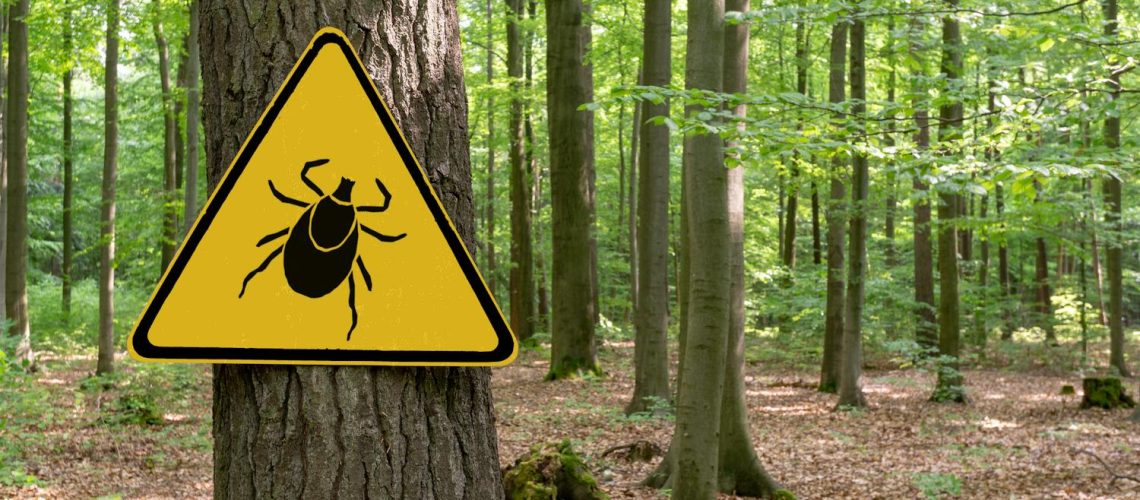 Morsure de tique, les bons réflexes